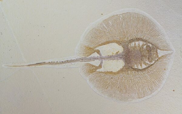 Fossil stingray (Heliobatis) from the Green River Formation.